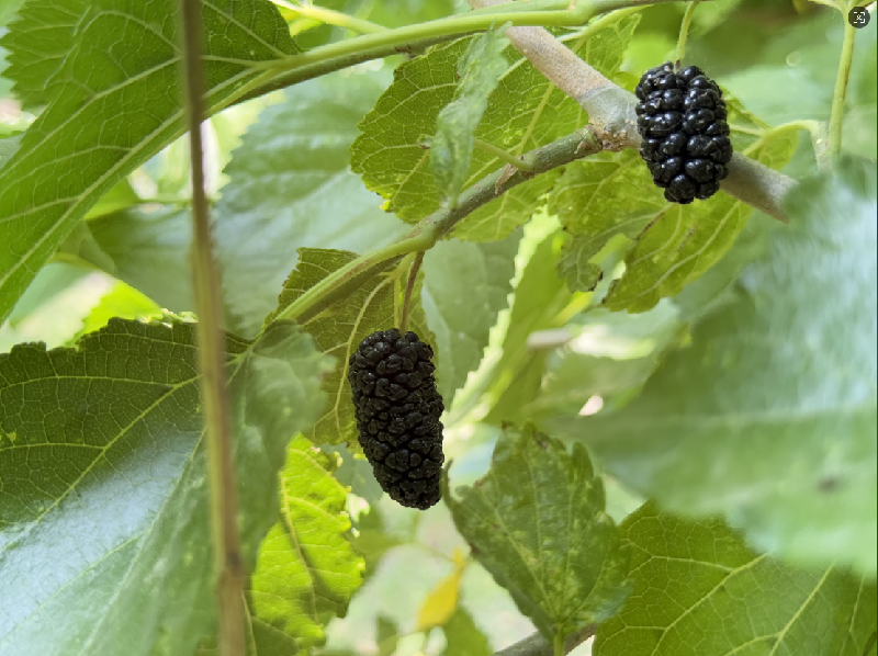 海淀桑葚:紫黑里的千年甜意