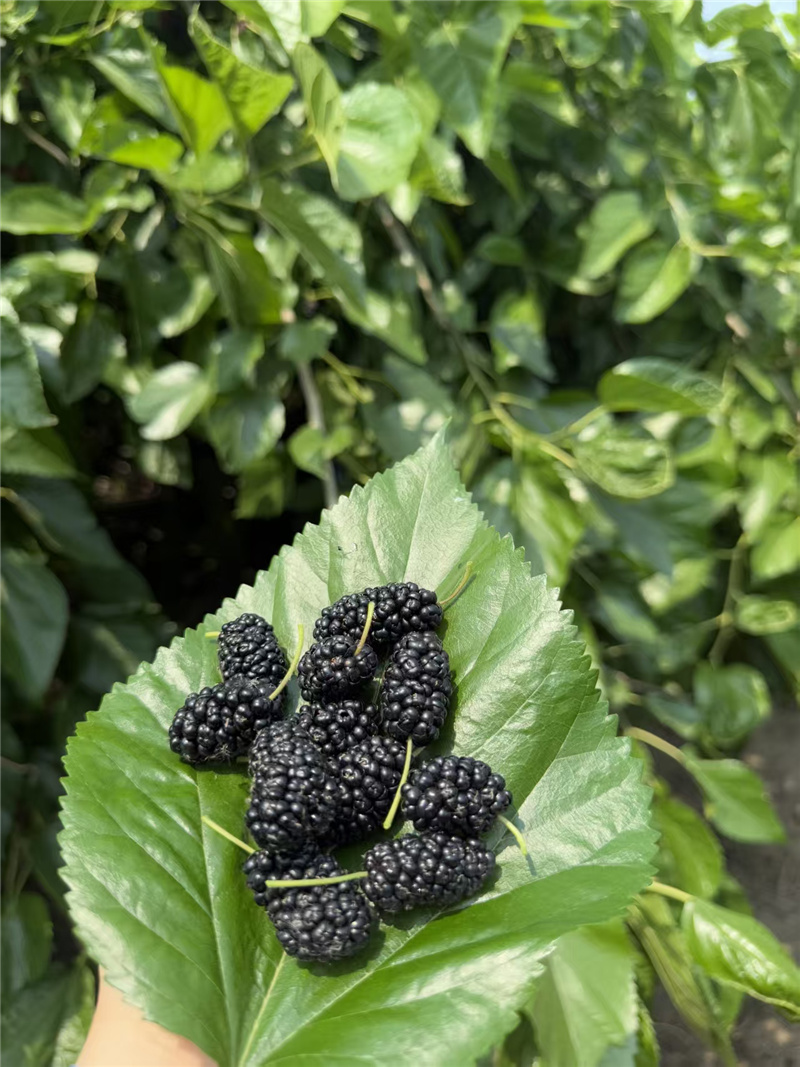 海淀桑葚:紫黑里的千年甜意