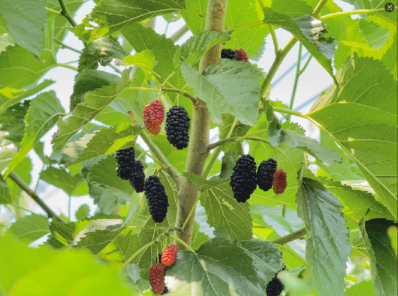 海淀桑葚:紫黑里的千年甜意