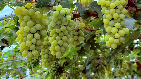 海淀葡萄：時光里的酸甜味道