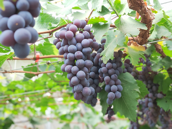 海淀葡萄：時光里的酸甜味道