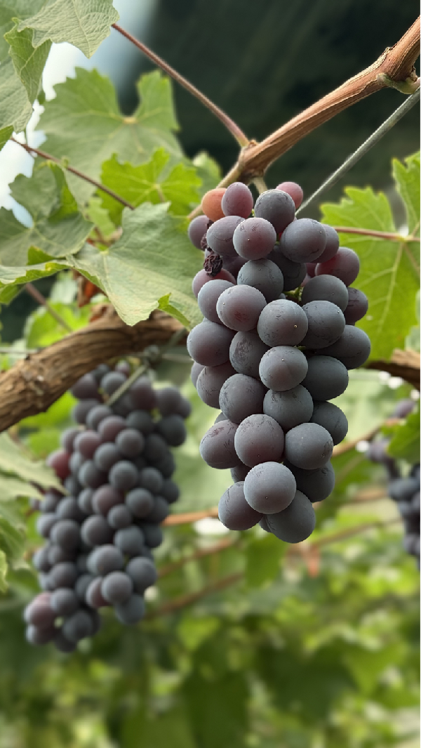 海淀葡萄：時光里的酸甜味道