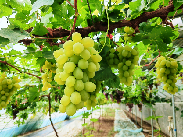海淀葡萄：時光里的酸甜味道