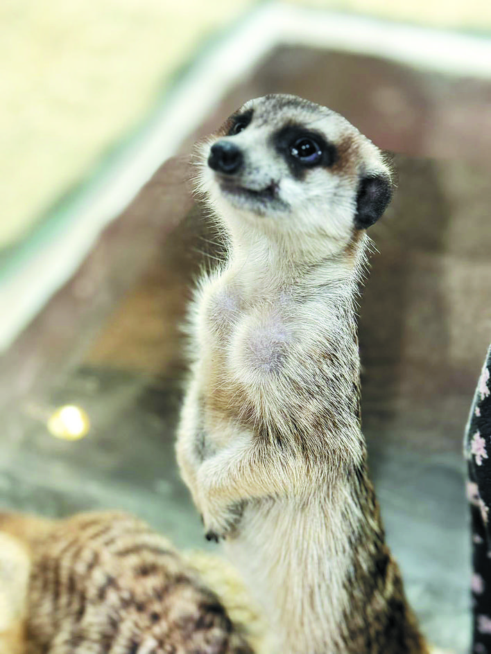 合肥：把博物館搬進公園里