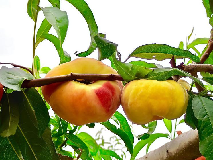 碩果飄香·豐涵海淀——海淀鮮桃采摘季:盛夏甘甜,果香滿園