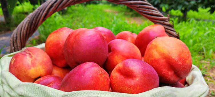 碩果飄香·豐涵海淀——海淀鮮桃采摘季:盛夏甘甜,果香滿園