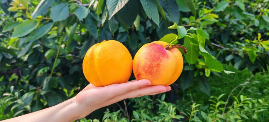碩果飄香·豐涵海淀——海淀鮮桃采摘季:盛夏甘甜,果香滿園