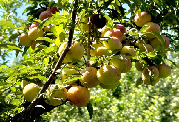 碩果飄香·豐涵海淀丨海淀李子:紫玉垂枝,酸甜馥郁