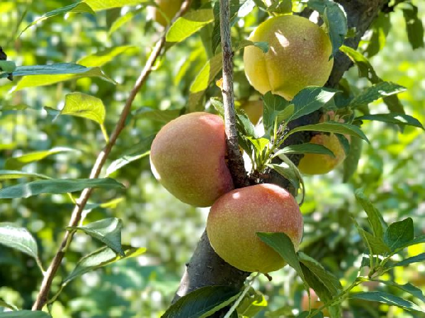 碩果飄香·豐涵海淀丨海淀李子:紫玉垂枝,酸甜馥郁