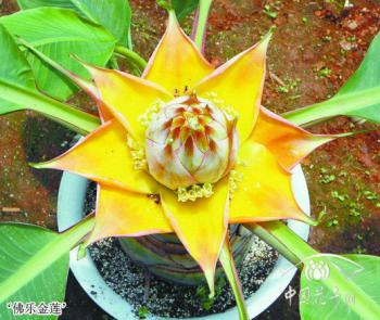 花木市場咨詢_資材資訊_花木頻道