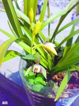 資材資訊_花木市場資訊_花木頻道