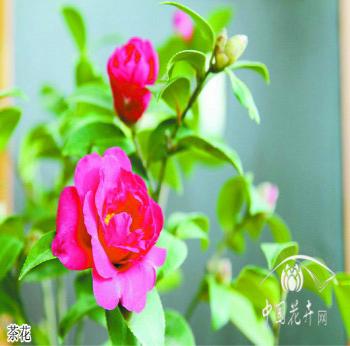 花卉資訊_花木市場資訊_花木頻道