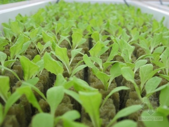 Gotham Green設計的屋頂農場 公共空間|規劃設計 中國風景園林網