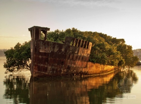 在沉沒的煤船上重獲新生的飄浮紅樹林