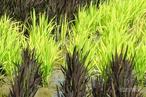 日本田舍館村村民設(shè)計的巨型稻田插畫藝術(shù)