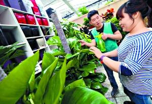 花卉資訊_花木市場資訊_花木頻道