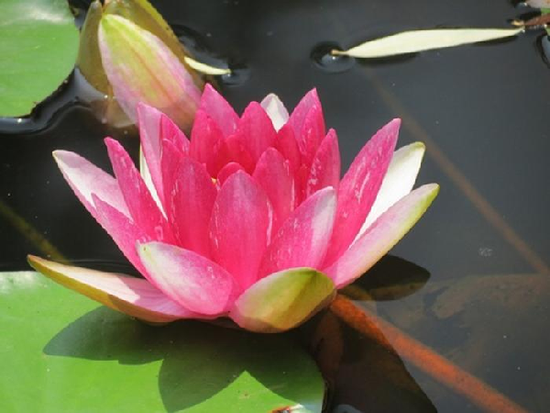 1.png 西安:科學(xué)家培育睡蓮新品種“天賜”