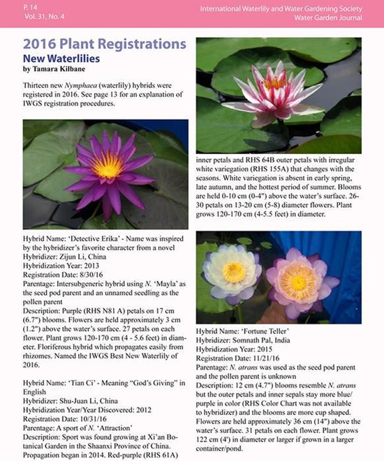 2.png 西安:科學(xué)家培育睡蓮新品種“天賜”