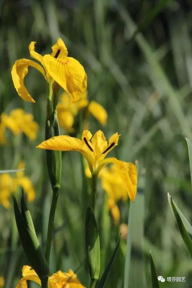 3.jpg 治愈系:《龍貓》中的植物世界(一)