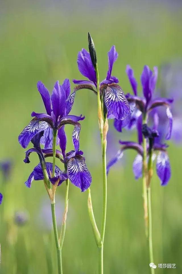 8.jpg 治愈系:《龍貓》中的植物世界(一)