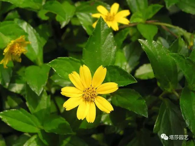 13.jpg 治愈系:《龍貓》中的植物世界(一)