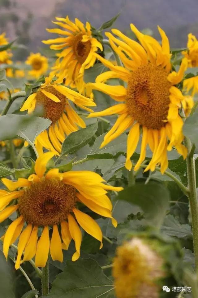 6.jpg 治愈系:《龍貓》中的植物世界(二)