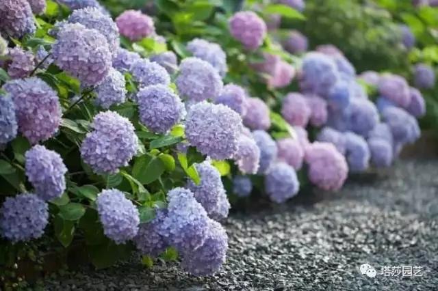 3.jpg 治愈系:《龍貓》中的植物世界(二)