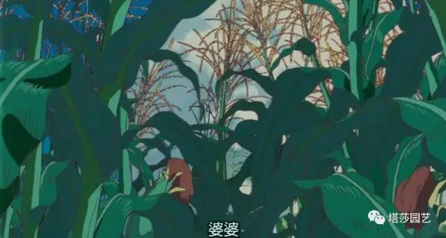 7.jpg 治愈系:《龍貓》中的植物世界(二)