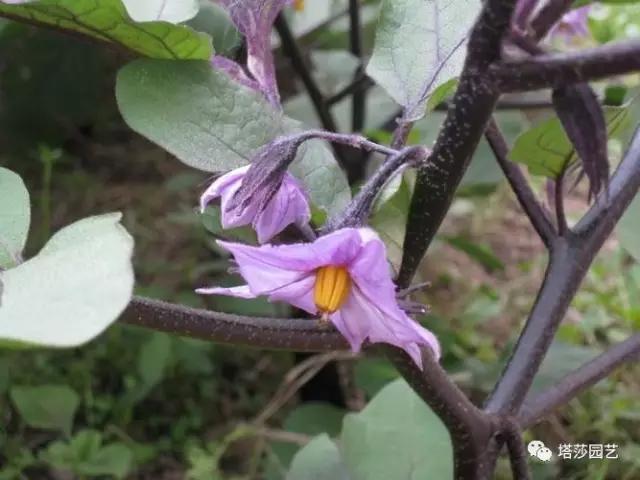 11.jpg 治愈系:《龍貓》中的植物世界(二)