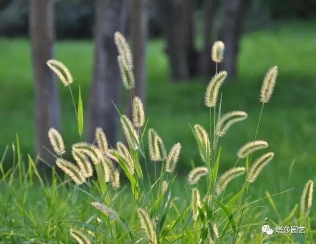 17.jpg 治愈系:《龍貓》中的植物世界(二)