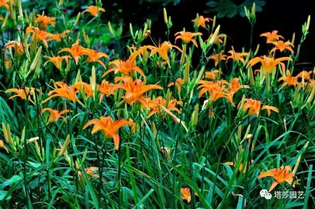 15.jpg 治愈系:《龍貓》中的植物世界(二)