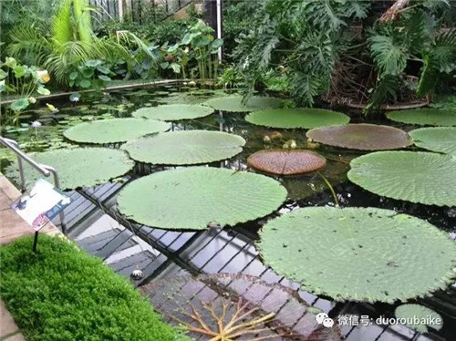 邱園——愿意愛好者的圣地