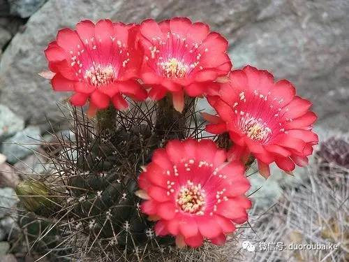 邱園——愿意愛好者的圣地