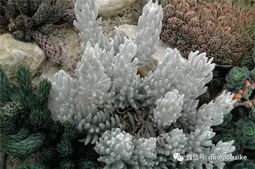 邱園——愿意愛好者的圣地