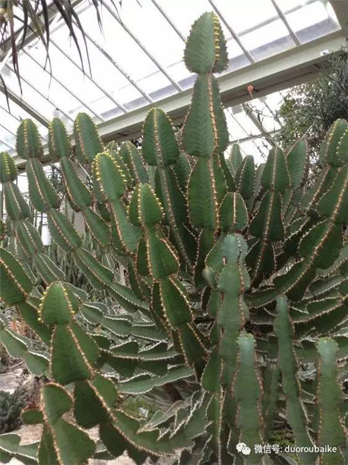 邱園——愿意愛好者的圣地