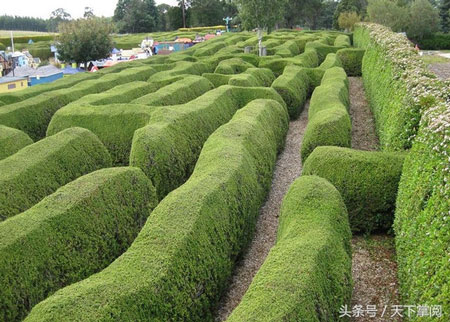 北愛爾蘭的PeaceMaze