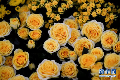 2017切爾西花展那些事