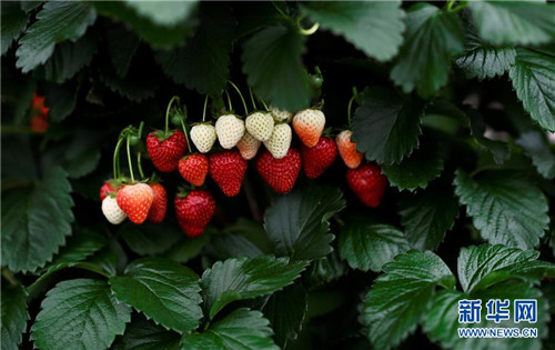 2017切爾西花展那些事