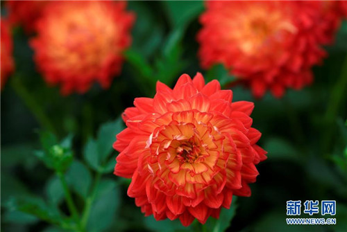 2017切爾西花展那些事