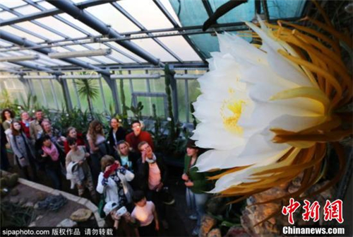 趕上這個珍貴時刻的游客紛紛圍著大花蛇鞭柱,一飽眼福