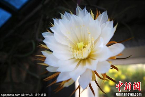 大花蛇鞭柱開花03.jpg