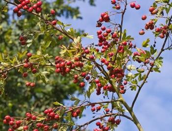 花園中適宜選用的野生植物