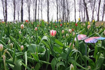 京林生態花園2021年（第三屆）春季花展即將盛大開幕
