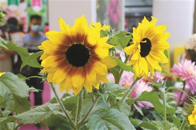 第二十三屆中國國際花卉園藝展覽會在上海舉辦