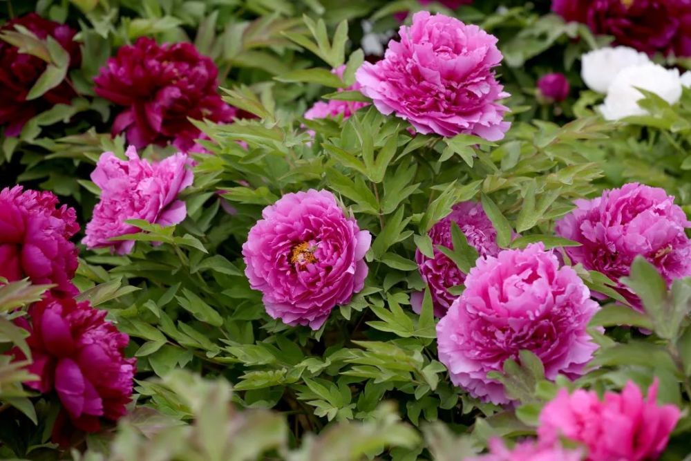 2021年北京牡丹文化節開幕 展示品種達600多個