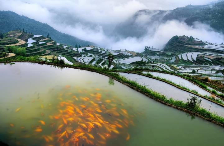 習近平向農業文化遺產大會致賀信