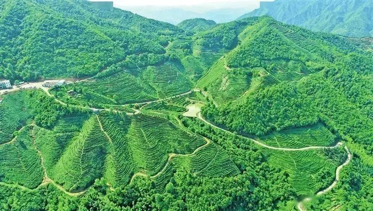 《全國國土綠化規劃綱要》發布