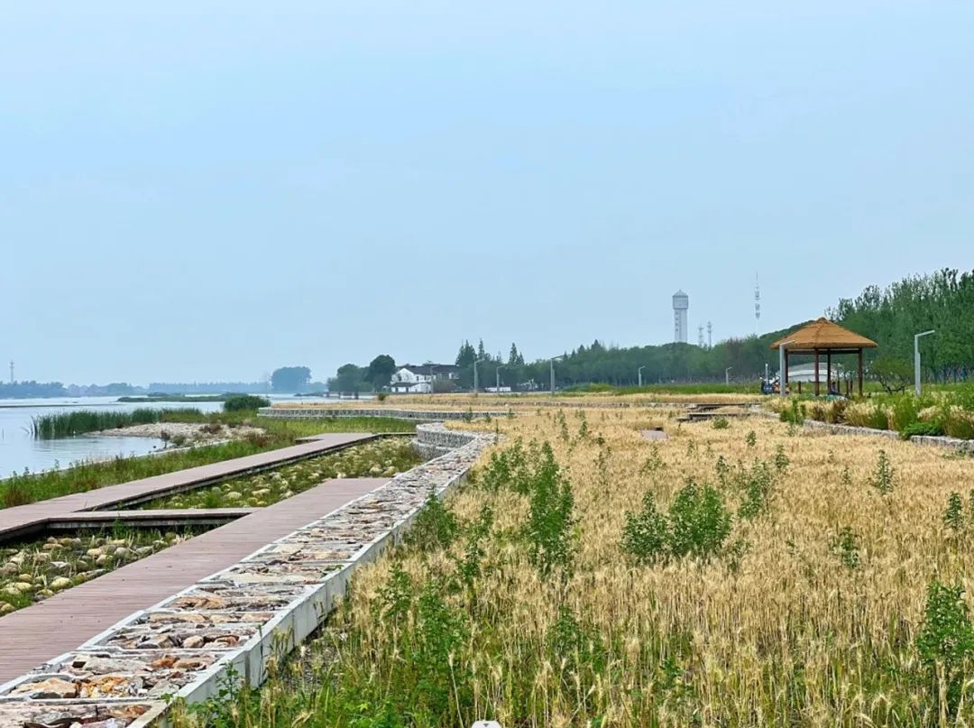 園冶杯金獎(jiǎng)作品丨太浦河藍(lán)帶計(jì)劃汾湖段