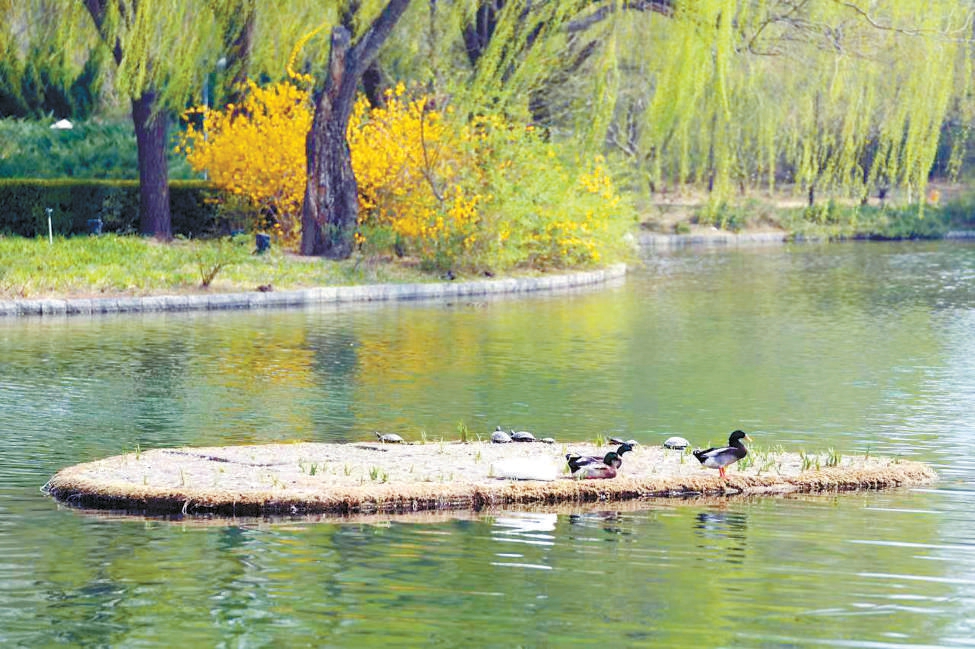 北京海淀：生態(tài)代碼寫入創(chuàng)新程序