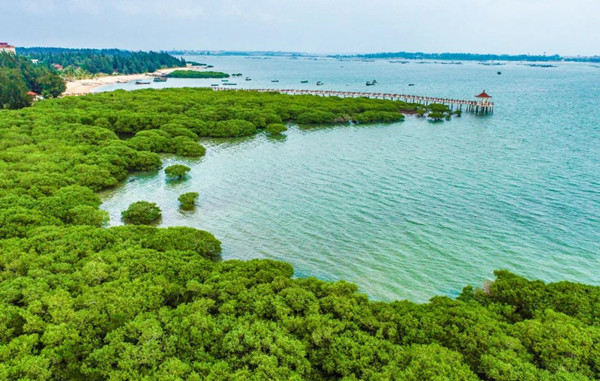 明明看上去是綠色的，為什么叫“紅樹林”？